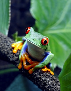 A very colorful little frog