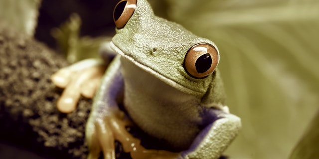 A more subdued, sepia-tone frog